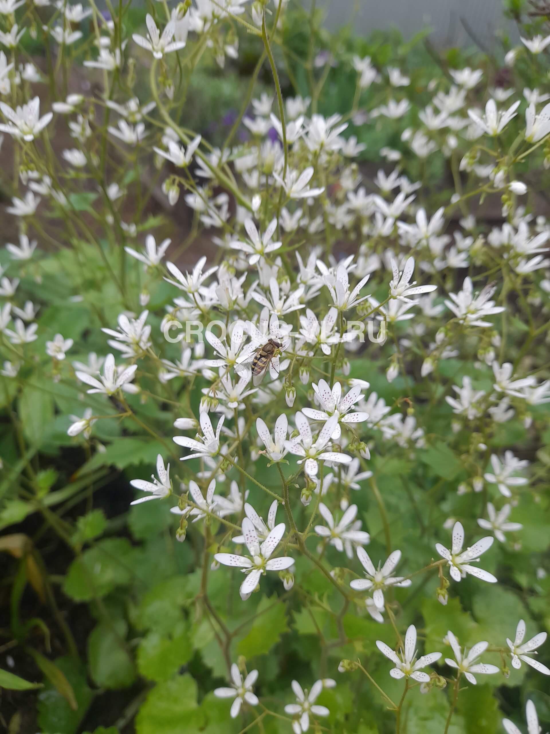 Камнеломка круглолистная